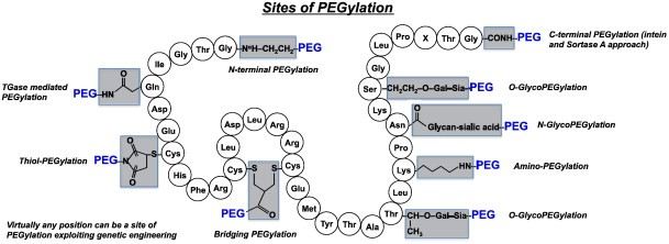 PEGylation Services